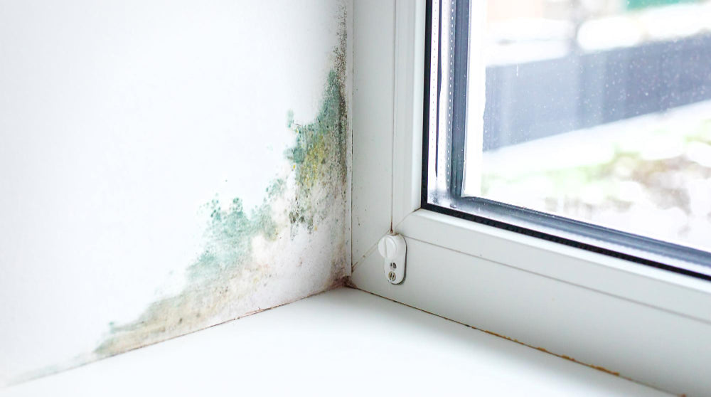 How To Get Rid of Mould on Window Sealant: Easy Tips for a Cleaner Hom